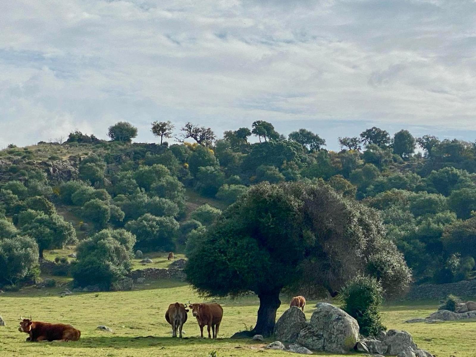 Casa Rural Valle Secreto Torremocha Kültér fotó